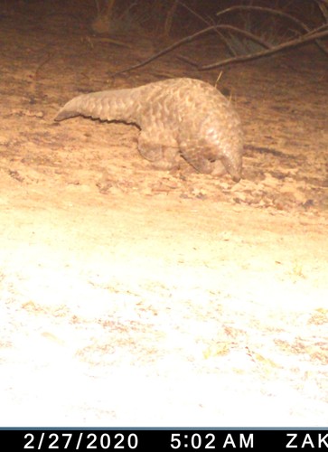 サバンナセンザンコウ