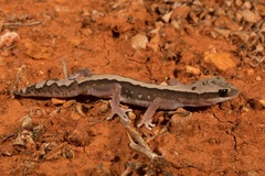 Diplodactylus vittatus
