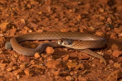 Pygopus schraderi