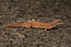 Rhynchoedura