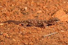 Rhynchoedura