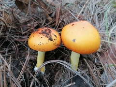 Amanita basii