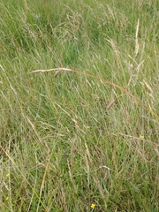 Carex binervis