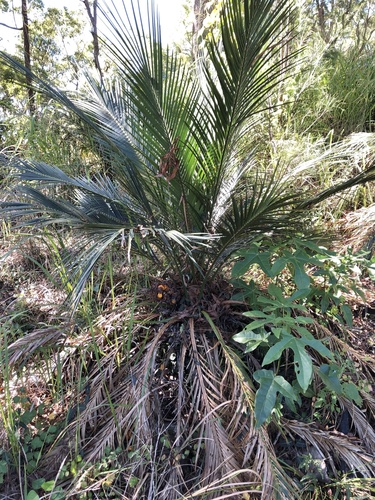 Macrozamia miquelii (Macrozamia miquelii)