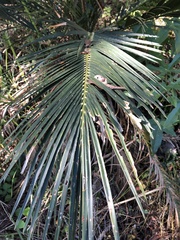 Macrozamia miquelii