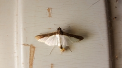 Diaphania argealis