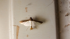 Diaphania argealis