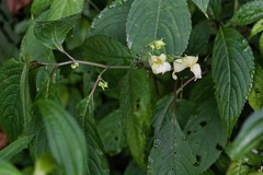 Impatiens discolor