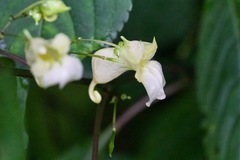 Impatiens discolor