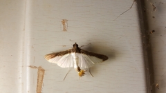 Diaphania argealis