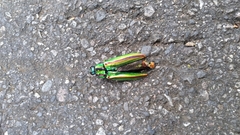 Chrysochroa fulgidissima