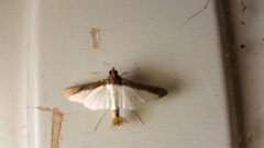 Diaphania argealis