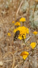 Acmaeodera connexa