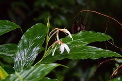 Hedychium spicatum