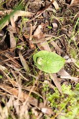 Corybas despectans