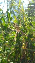 Argiope bruennichi