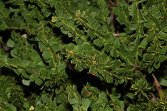 Acacia littorea