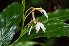 Hedychium spicatum