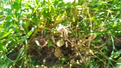 Argiope bruennichi