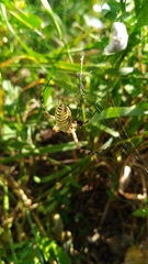 Argiope bruennichi