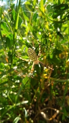 Argiope bruennichi