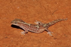 Lucasium steindachneri