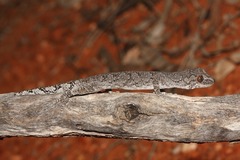 Strophurus intermedius