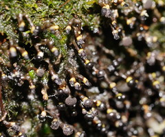 Elaeomyxa cerifera