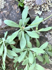 Othonna arborescens