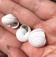 Helminthoglypta stiversiana