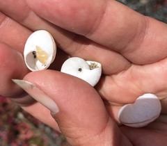 Helminthoglypta stiversiana