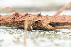 Neohirasea hongkongensis