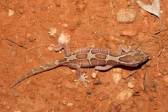 Lucasium steindachneri