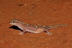 Lucasium steindachneri