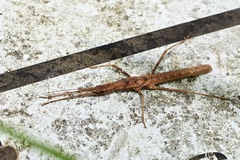 Neohirasea hongkongensis