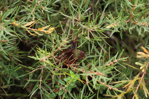 Hakea florida