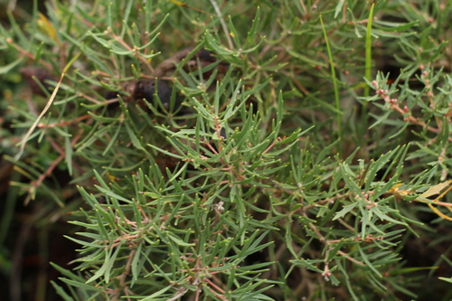 Hakea florida, photograph 2