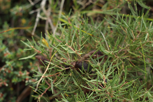 Hakea florida, photograph 1