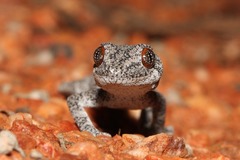 Strophurus intermedius