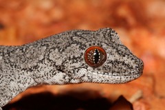 Strophurus intermedius