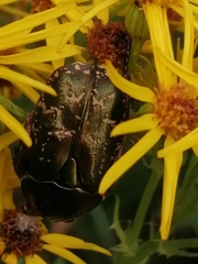 Protaetia cuprea