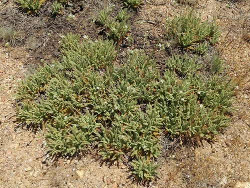 Image of Rydberg's Horkelia by (c) Casey H. Richart, some rights reserved (CC BY)