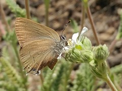 Satyrium auretorum
