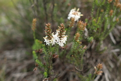 Lysinema
