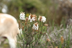Lysinema