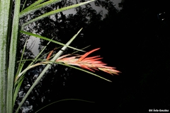 Pitcairnia robert-downsii