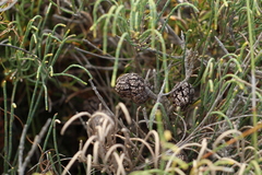 Allocasuarina humilis