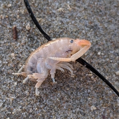 Megalorchestia corniculata