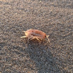 Megalorchestia corniculata