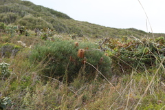 Banksia occidentalis